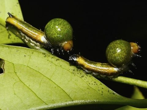 Nolid Moth Caterpillars Saw a few of this Nolid Moth Caterpillars on the same plant and all of them have the green bulk/ball behind its head.  

 Caterpillar,Geotagged,Moth,Pagudpud,Philippines,Spring