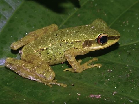 Luzon Frog - Hylarana luzonensis Luzon Frog - Hylarana luzonensis is named after the island location they are endemic to; Luzon, Philippines. Frog,Geotagged,Hylarana luzonensis,Luzon Frog,Pagudpud,Philippines,Spring