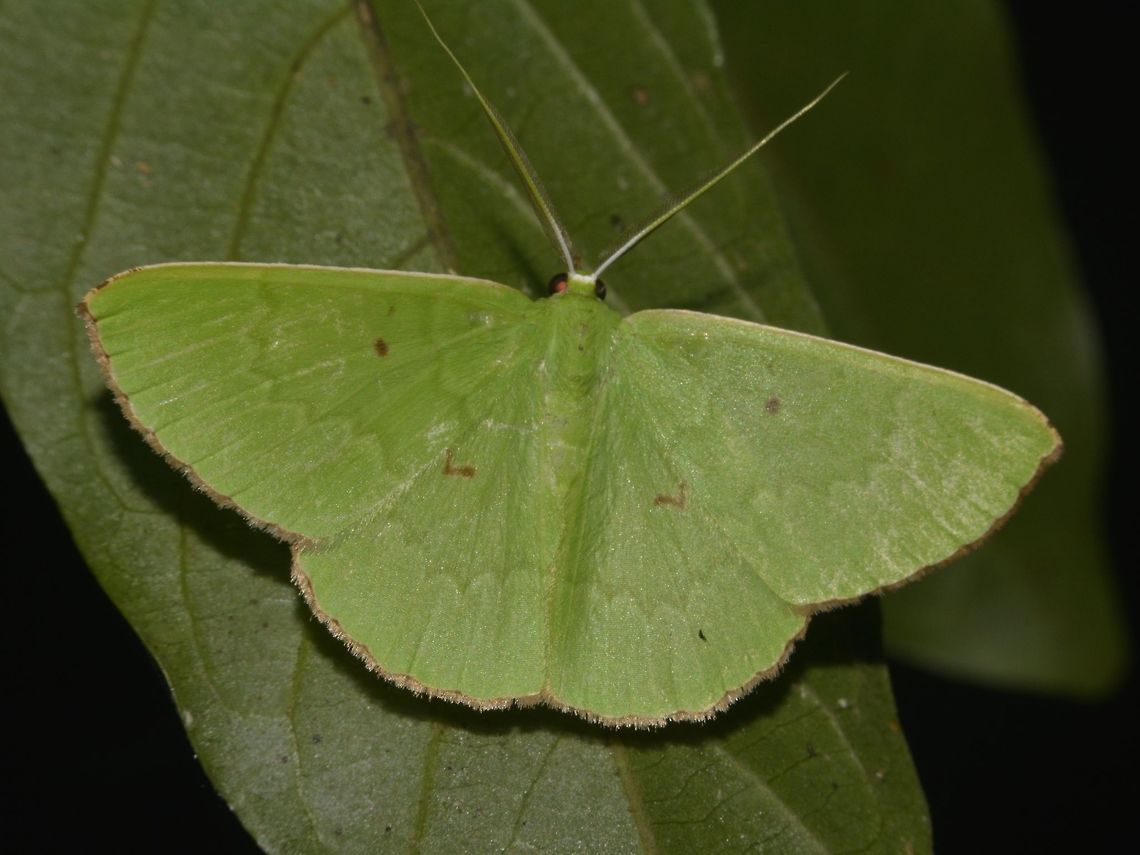 Geometrid Moth - Ornithospila submonstrans  Geometrid Moth,Geotagged,Moth,Ornithospila submonstrans,Pagudpud,Philippines,Spring