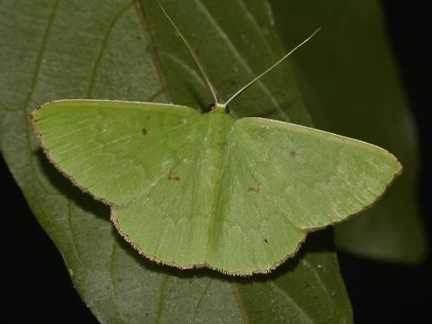 Geometrid Moth - Ornithospila submonstrans  Geometrid Moth,Geotagged,Moth,Ornithospila submonstrans,Pagudpud,Philippines,Spring