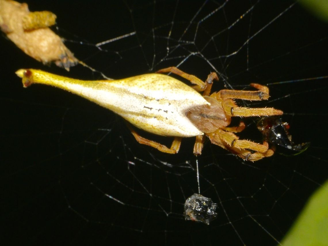 Drag Tail Spider - Arachnura melanura The Drag Tail Spider - Arachnura melanura has very variable colour; white, yellow, brown, red, black and shades in between. Arachnura melanura,Drag Tail Spider,Geotagged,Pagudpud,Philippines,Spider,Spring
