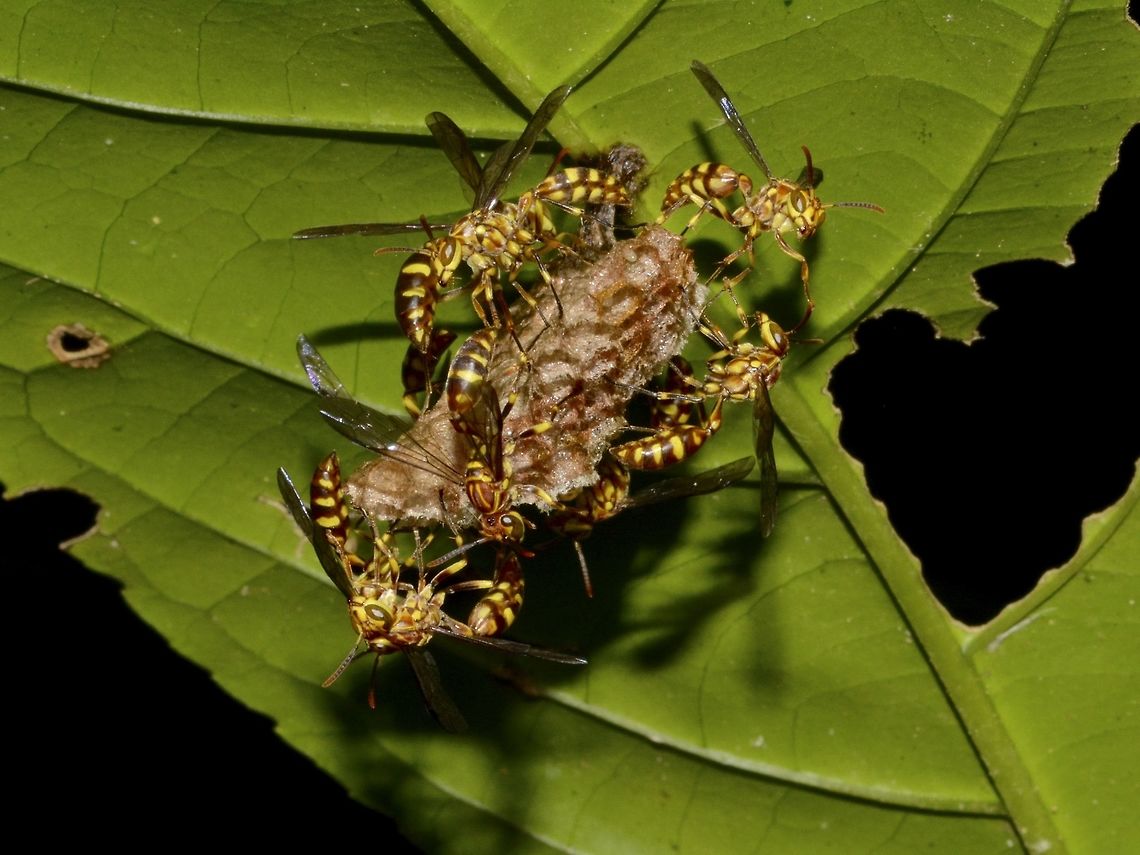 Lesser Paper Wasp - Parapolybia varia This Lesser Paper Wasp - Parapolybia varia were seen tending to their nest. Geotagged,Lesser Paper Wasp,Pagudpud,Paper Wasp,Parapolybia varia,Philippines,Spring,Wasp