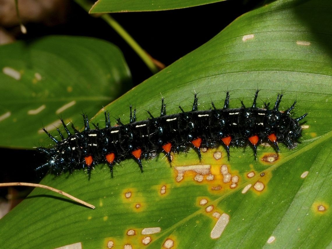Caterpillar of Autumn Leaf Butterfly - Doleschallia bisaltide  Autumn Leaf,Caterpillar,Doleschallia bisaltide,Geotagged,Pagudpud,Philippines,Spring