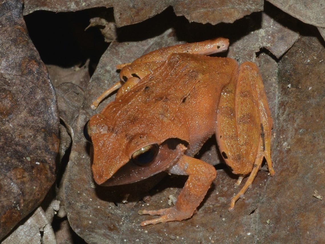 Common Tree Frog - Polypedates leucomystax  Common tree frog,Geotagged,Pagudpud,Philippines,Polypedates leucomystax,Spring,Tree Frog