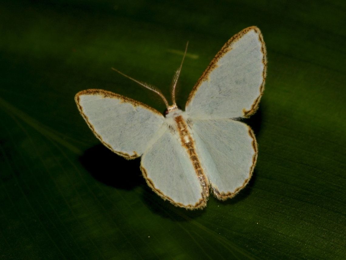 Geometrid Moth - Comostola pyrrhogona  Comostola pyrrhogona,Geometrid Moth,Geotagged,Moth,Pagudpud,Philippines,Spring