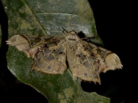 Geometrid Moth - Krananda semihyalina  Geometrid Moth,Geotagged,Krananda,Krananda semihyalina,Krananda sp.,Moth,Pagudpud,Philippines,Spring