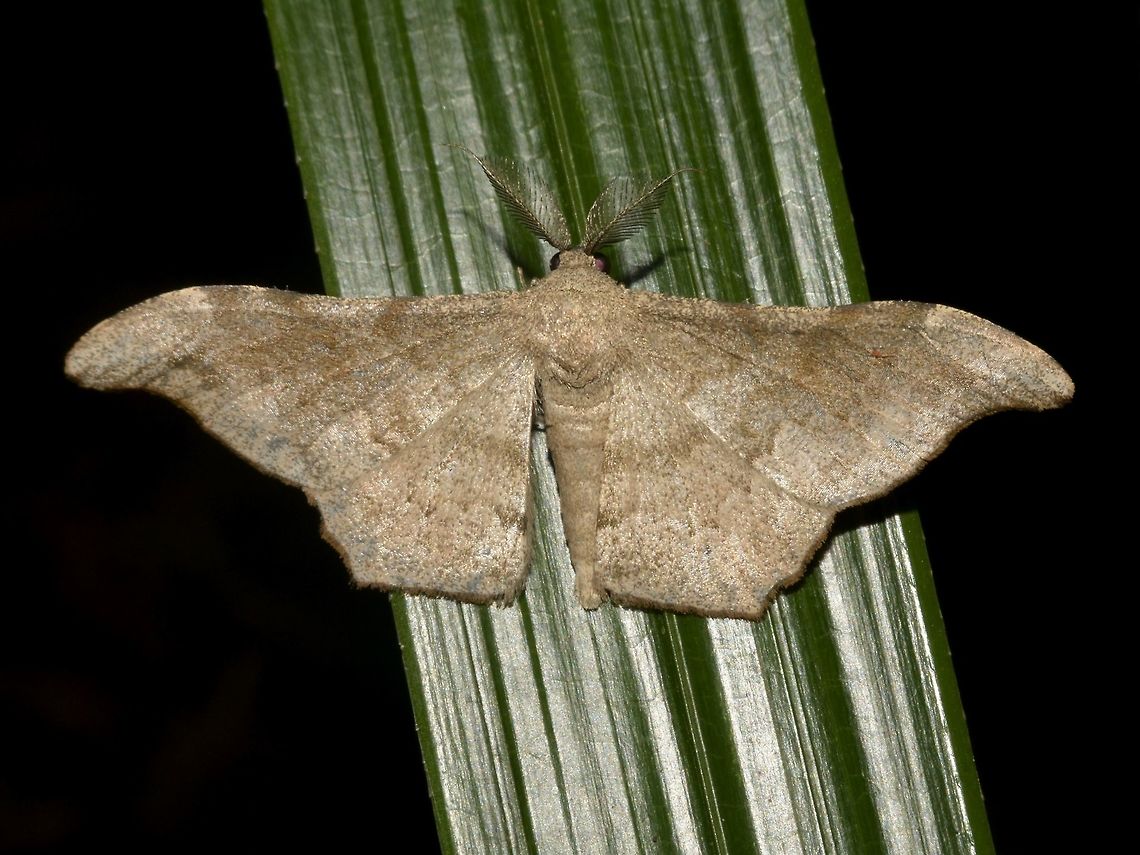 Geometrid Moth - Hyposidra talaca  Black Looper,Geometrid Moth,Geotagged,Hyposidra talaca,Moth,Pagudpud,Philippines,Spring