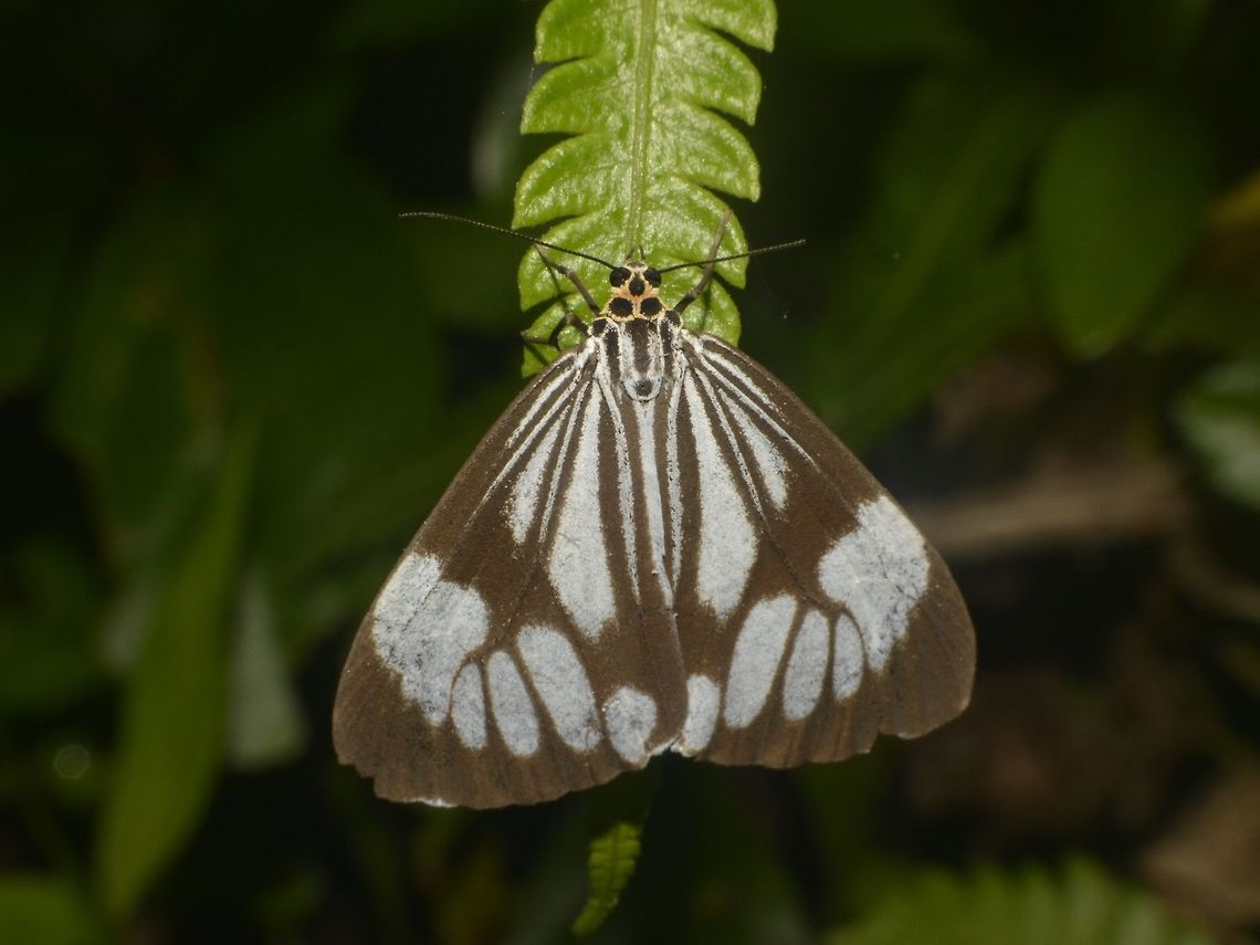 Marbled White Moth - Nyctemera coleta  Geotagged,Marbled White Moth,Moth,Nyctemera coleta,Pagudpud,Philippines,Spring,White tiger moth