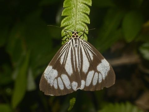 Marbled White Moth - Nyctemera coleta  Geotagged,Marbled White Moth,Moth,Nyctemera coleta,Pagudpud,Philippines,Spring,White tiger moth