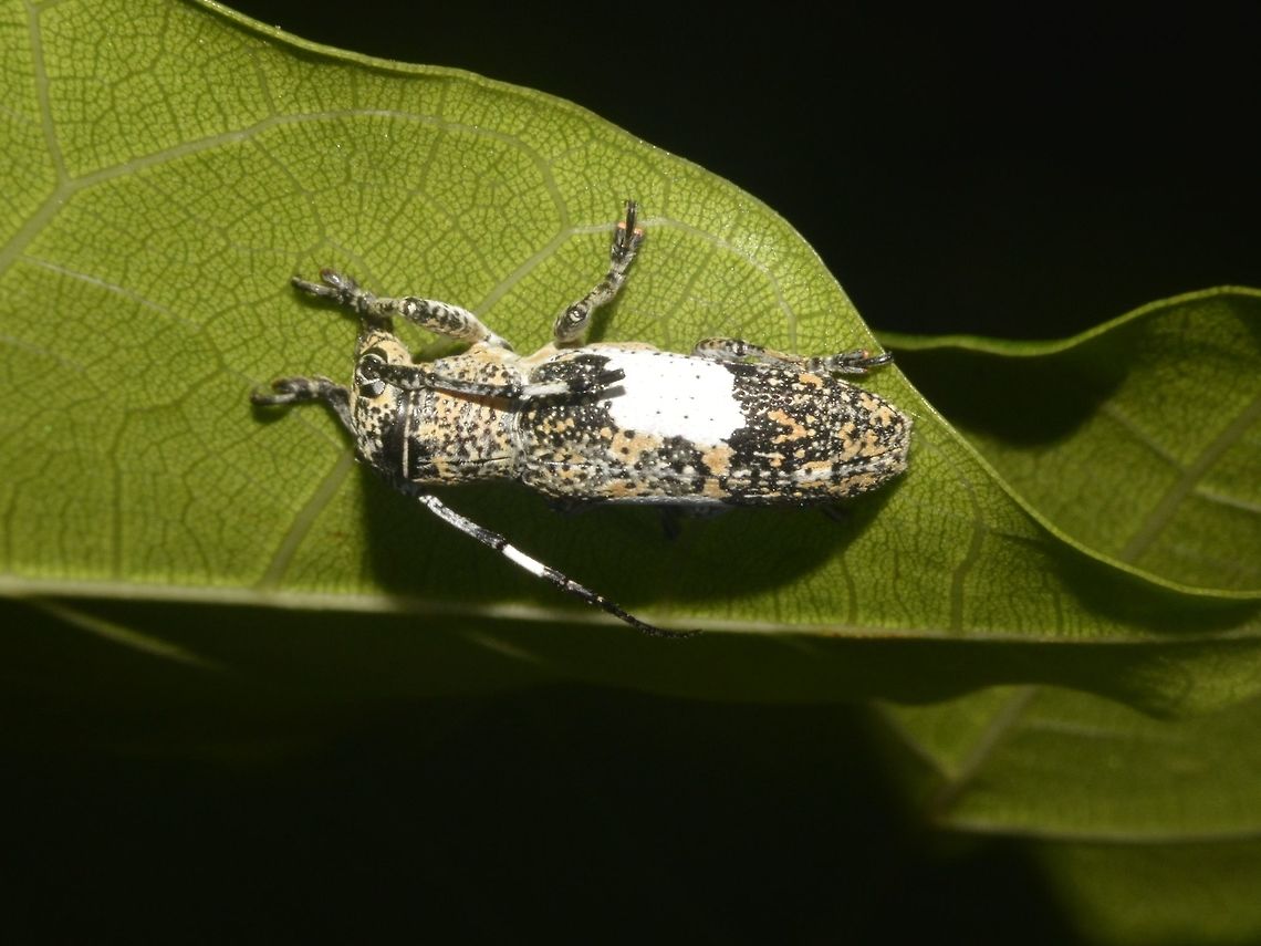 Longhorn Beetle - Callimetopus capito  Beetle,Callimetopus capito,Geotagged,Longhorn Beetle,Pagudpud,Philippines,Spring