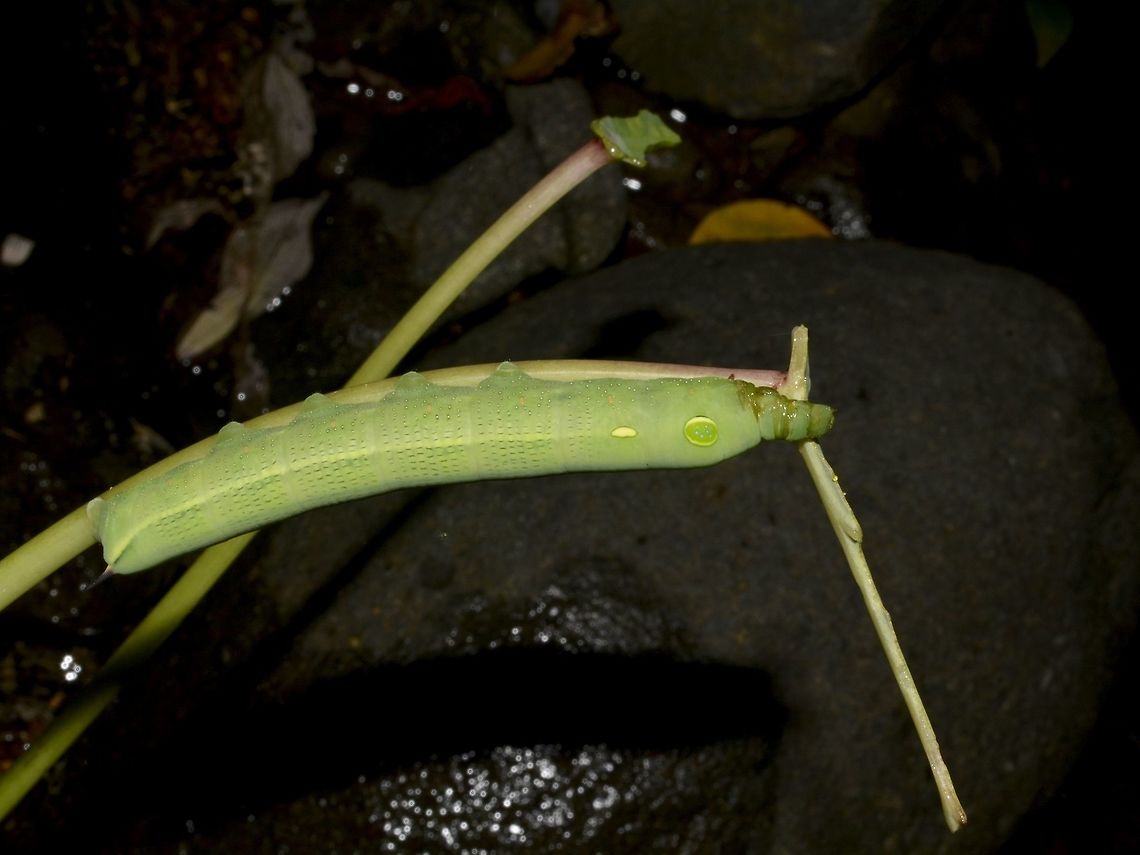 Caterpillar of Silver-striped Hawkmoth - Hippotion celerio  Caterpillar,Geotagged,Hawkmoth,Hippotion celerio,Pagudpud,Philippines,Silver-striped Hawkmoth,Spring