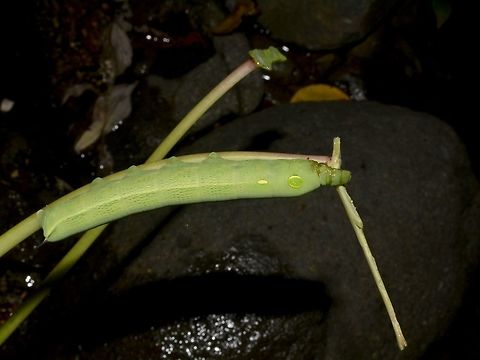 Caterpillar of Silver-striped Hawkmoth - Hippotion celerio  Caterpillar,Geotagged,Hawkmoth,Hippotion celerio,Pagudpud,Philippines,Silver-striped Hawkmoth,Spring