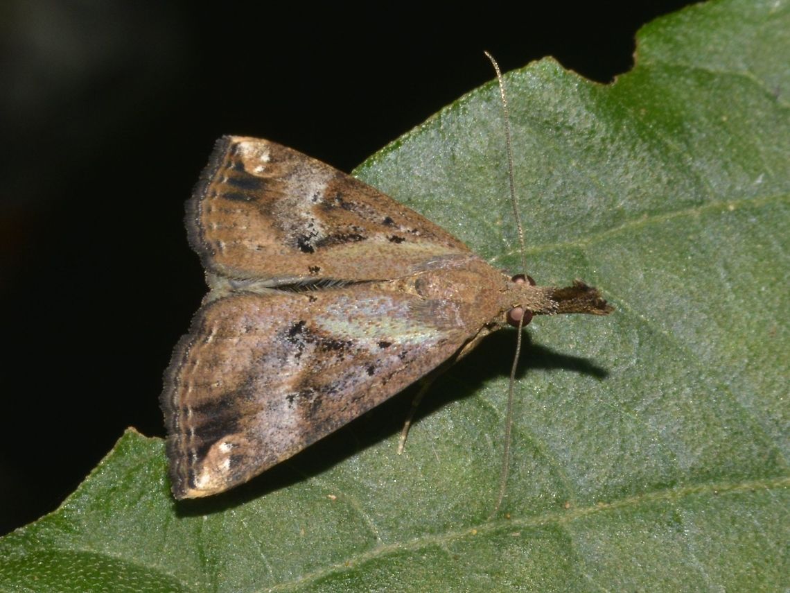 Moth - Hypena sp  Geotagged,Hypena,Hypena sp,Moth,Pagudpud,Philippines,Spring