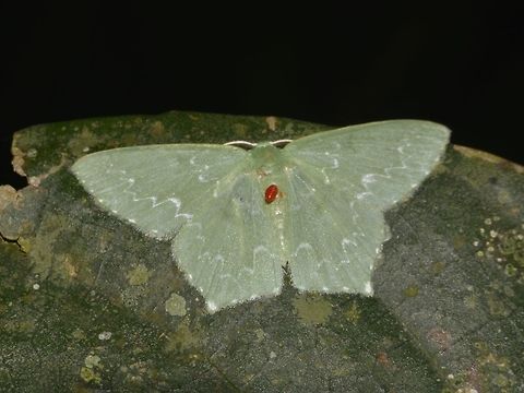 Moth - Maxates sp This Moth has a parasite on its back. Geotagged,Maxates,Maxates sp,Moth,Pagudpud,Philippines,Spring