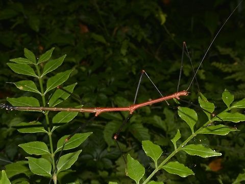 Red Stick Was stumped when we first saw this Red coloured Phasmid, the females are mostly either brown or green and only the Male is red.

From the look i.e. typical slender look, this Phasmid is from the family of Phasmatidae, sub-family Lonchodinae, possibly an undescribed species. Geotagged,Pagudpud,Phasmid,Philippines,Spring,Stick Insect