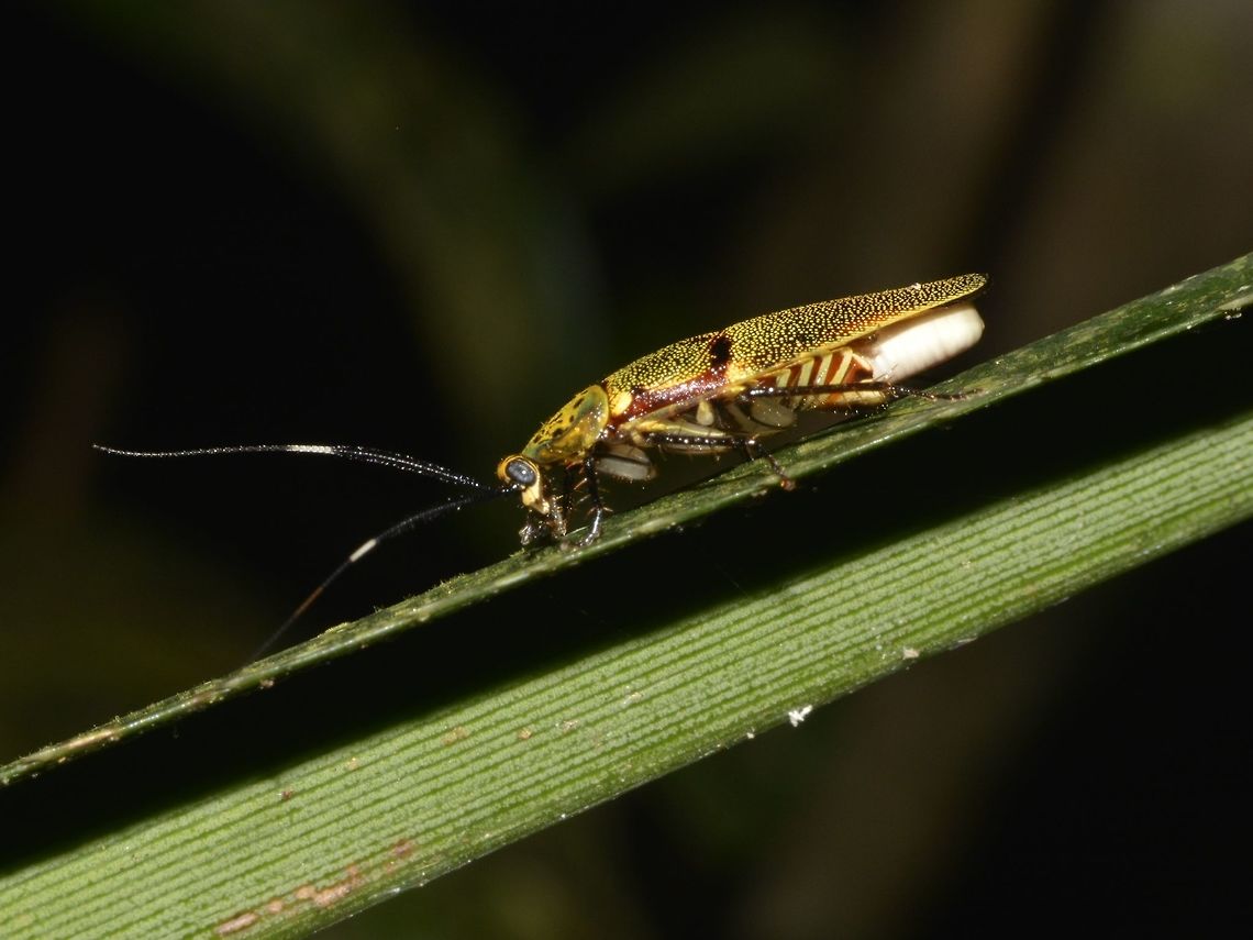 Beautiful Cockroach (?) Not often one associates Cockroach to beauty but I have to admit this is one beautiful cockroach.<br />
Small size, around 1.5 cm, she was carrying and ootheca. Cockroach,Geotagged,Pachnepteryx signaticollis,Pagudpud,Philippines,Spring