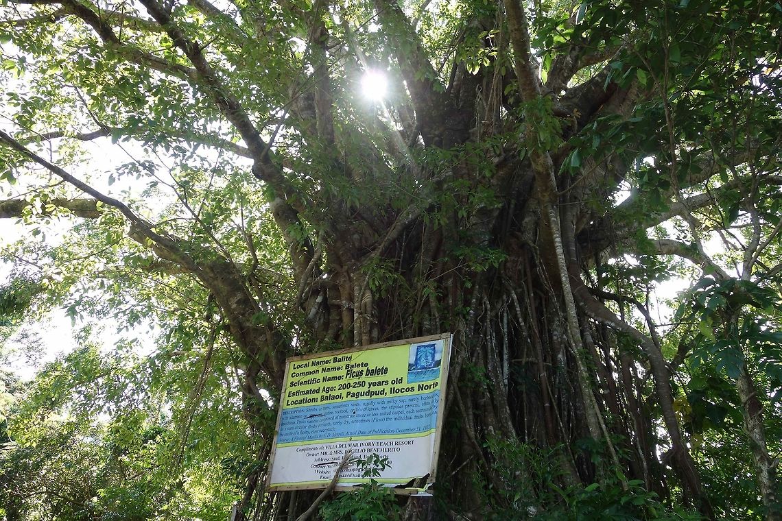 Ficus Balete Am not sure which species of this Ficus tree this one is, the local park identified the scientific name as Ficus balete, but its a common name used to refer to 6 Ficus species in the Philippines, namely <br />
1) Ficus benjamina<br />
2) Ficus elastica<br />
3) Ficus indica<br />
4) Ficus payapa<br />
5) Ficus refusa<br />
6) Ficus stipulosa<br />
<br />
This Ficus trees are gigantic in size, not by the height but width/girth and could be a hundred years or older. Ficus,Ficus balete,Geotagged,Pagudpud,Philippines,Winter