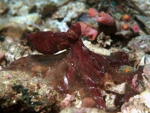 Spreading out the web Am not definitely certain, but the ID that I got from other forum indicates this is likely a Mosaic Octopus - Abdopus abaculus.  Typical of all Octopi, they can be variable in colours and appearance.
 Abdopus abaculus,Geotagged,Malapascua,Mosaic Octopus,Octopus,Philippines,Spring,cebu