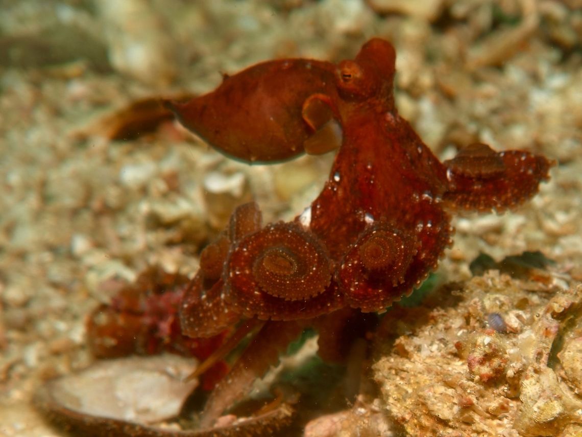 On the move Same Octopus as the Spotting before, this one is on the move, swimming, with its tentacles &#039;curled up&#039; Abdopus abaculus,Cebu,Geotagged,Malapascua,Mosaic Octopus,Octopus,Philippines,Spring
