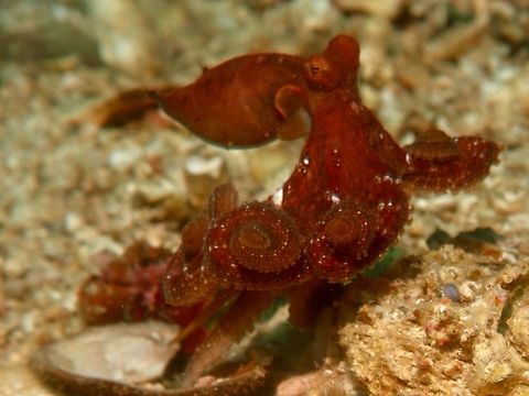 On the move Same Octopus as the Spotting before, this one is on the move, swimming, with its tentacles 'curled up' Abdopus abaculus,Cebu,Geotagged,Malapascua,Mosaic Octopus,Octopus,Philippines,Spring