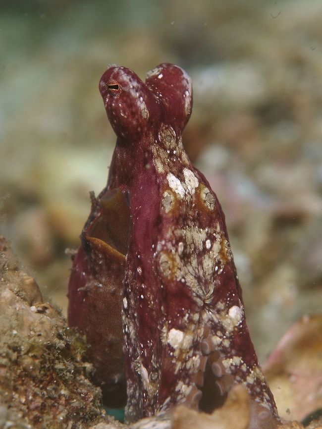 Waiting to pounce Same Octopus as previous Spottings, this one showing it either resting or waiting to pounce.<br />
 Abdopus abaculus,Cebu,Geotagged,Malapascua,Mosaic Octopus,Octopus,Philippines,Spring