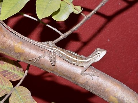 Oriental Garden Lizard, Eastern Garden Lizard / Changeable Lizard - Calotes versicolor Saw this in one of the smaller island in Maldives, where there is a small local populations and where tourists are allowed to visit. Calotes versicolor,Geotagged,Maldives,Oriental Garden Lizard,Winter