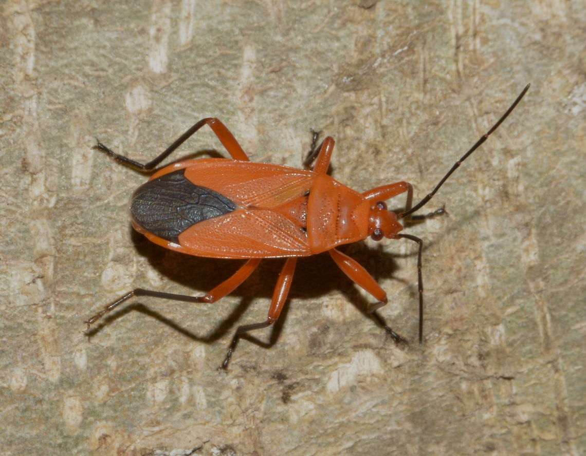 True Bug - Antilochus coquebertii Saw this in one of the smaller island in Maldives, where there is a small local populations and where tourists are allowed to visit. Antilochus coquebertii,Bug,Geotagged,Maldives,Winter