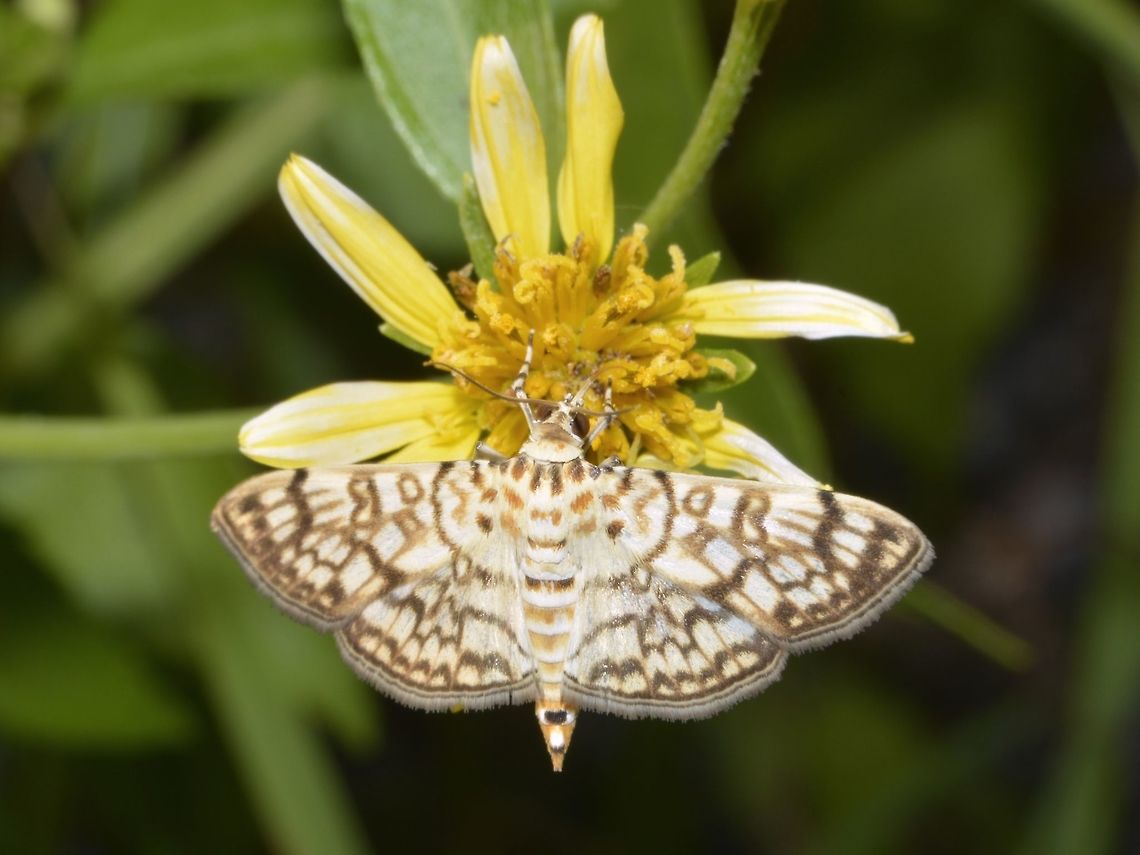 Cotton Leaf Roller Moth - Haritalodes derogata Saw this in one of the smaller island in Maldives, where there is a small local populations and where tourists are allowed to visit. Cotton Leaf Roller Moth,Geotagged,Haritalodes derogata,Maldives,Moth,Winter