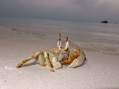 Horned-Eyed Ghost Crab - Ocypode ceratophthalma Saw this Horned-Eyed Ghost Crab - Ocypode ceratophthalma in one of the smaller island in Maldives where we had barbecue dinner.  No, we didn't get to have this crab for dinner :D, they are quite fun to watch though. Crab,Geotagged,Ghost Crab,Horned ghost crab,Horned-Eyed Ghost Crab,Maldives,Ocypode ceratophthalma,Winter