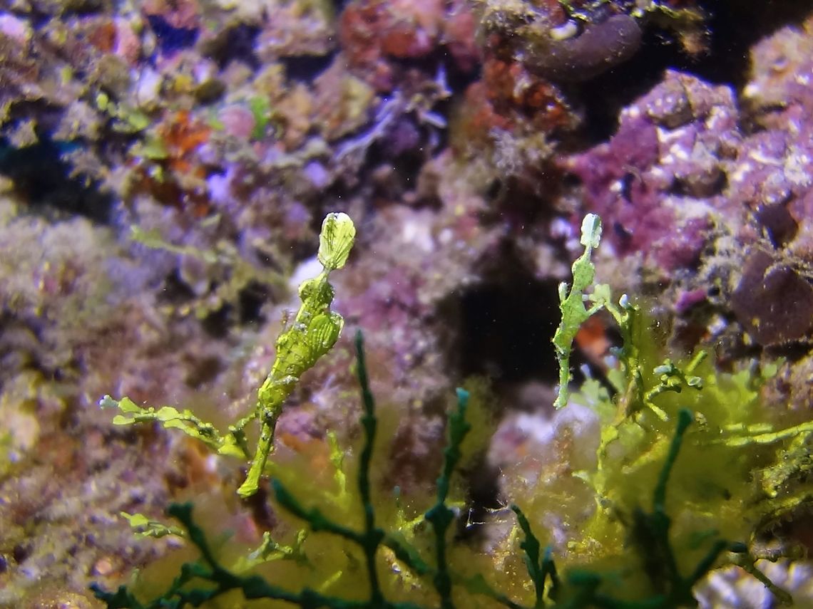 Halimeda Ghostpipefish - Solenostomus halimeda This a Ghostpipefish - Solenostomus halimeda was a surprise find during this Maldives trip.<br />
Have seen the more common Harlequin Ghostpipefish and Robust Ghostpipefish in Maldvies before, but not this one, which is one of the rarer species of Ghostpipefish, usually found near or next to Halimeda algae, giving it its name.<br />
<br />
They are green to whitish gray, fin lobes rounded resembling the leaf-like segments of Halimeda algae. Geotagged,Ghostpipefish,Halimeda Ghostpipefish,Maldives,Solenostomus halimeda,Winter