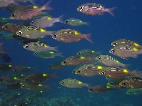 Striped Large eye Bream - Gnathodentex aureolineatus Usually, this Striped Large eye Bream - Gnathodentex aureolineatus are found in a group.
They are silvery gray to brown; dark scale rows on back, 4-5 brown to gold stripes on sides, yellow-orange blotch below rear dorsal fin. Bream,Fish,Geotagged,Gnathodentex aureolineatus,Goldspot seabream,Maldives,Winter