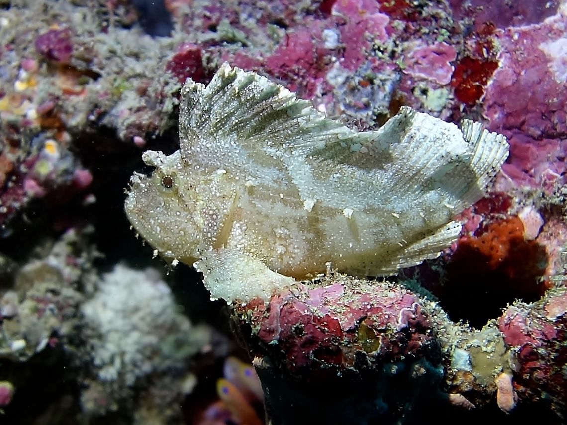 Leaf Scorpionfish - Taenianotus triacanthus  Fish,Geotagged,Leaf scorpionfish,Maldives,Scorpionfish,Taenianotus triacanthus,Winter