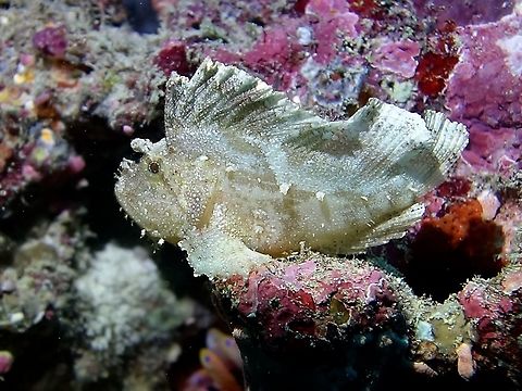 Leaf Scorpionfish - Taenianotus triacanthus  Fish,Geotagged,Leaf scorpionfish,Maldives,Scorpionfish,Taenianotus triacanthus,Winter
