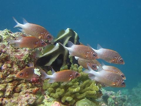 Tailspot Squirrelfish - Sargocentron caudimaculatum The Tailspot Squirrelfish - Sargocentron caudimaculatum is red with variable amount of silvery white on rear body and tail base; silver-white streak above upper edge of gill cover. Fish,Geotagged,Maldives,Sargocentron caudimaculatum,Silverspot squirrelfish,Squirrelfish,Tailspot Squirrelfish,Winter