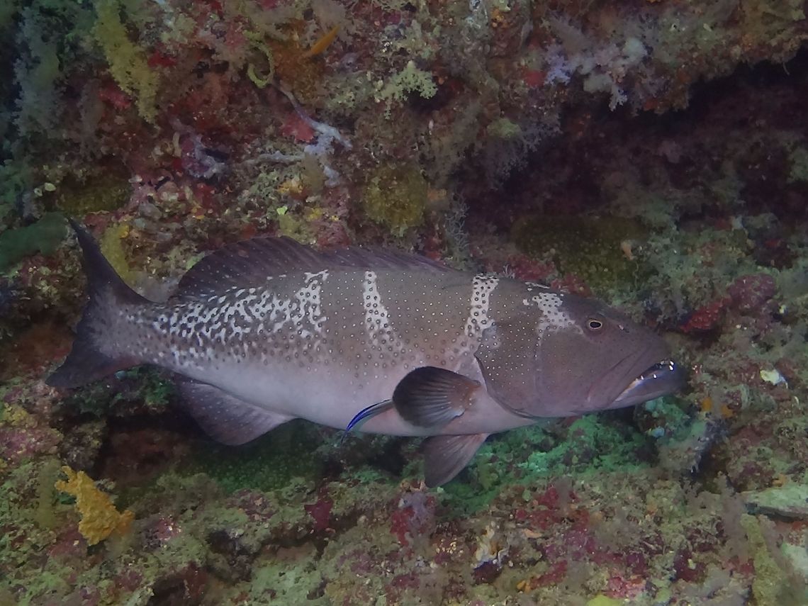 Blacksaddle Coral Grouper - Plectropomus laevis This is the dark variation of Blacksaddle Coral Grouper - Plectropomus laevis, with dark gray to olive head, light gray to olive body with 3-4 dark bars or saddles; small dark-edged blue spots on head and body.  This variation is possibly restricted to males but no conclusive evidence. Blacksaddle Coral Grouper,Coral Grouper,Fish,Geotagged,Grouper,Maldives,Plectropomus laevis,Winter