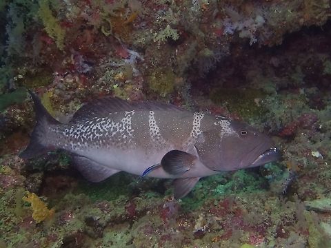 Black saddled coral grouper