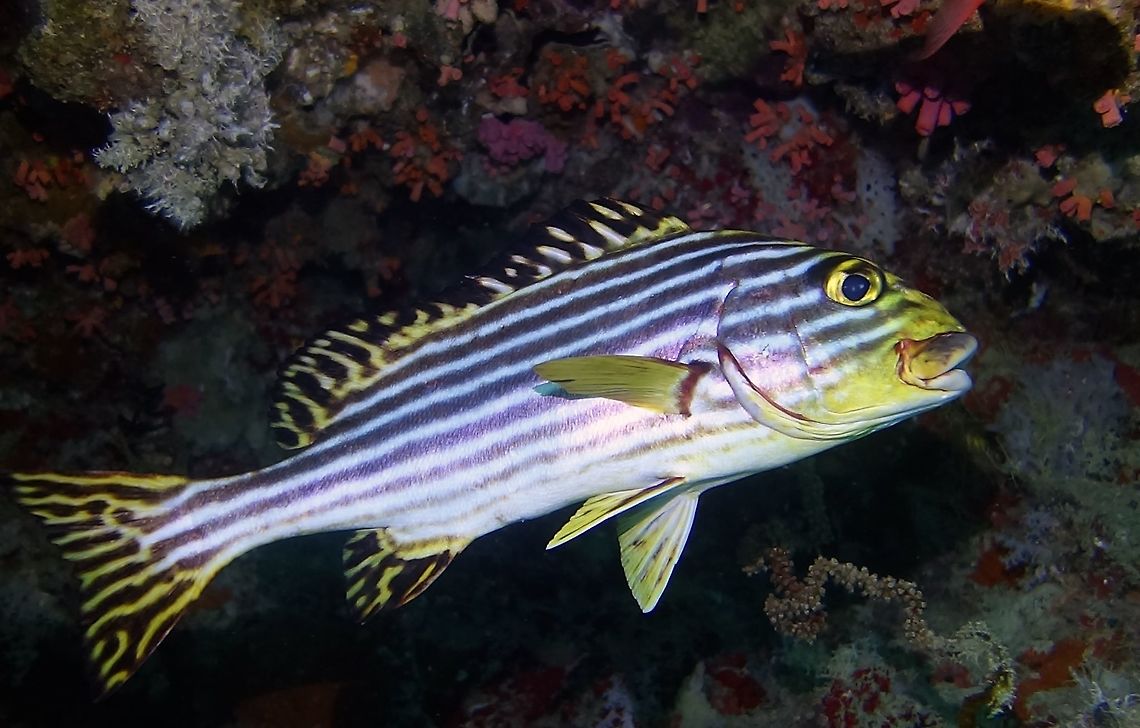 Oriental Sweetlips - Plectorhinchus vittatus  Fish,Geotagged,Indian Ocean oriental sweetlips,Maldives,Plectorhinchus vittatus,Sweetlips,Winter