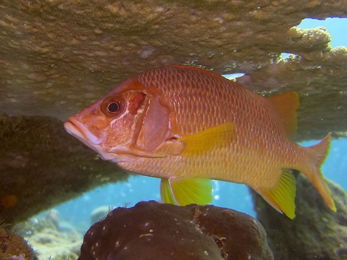 Sabre Squirrelfish - Sargocentron spiniferum The Sabre Squirrelfish - Sargocentron spiniferum is large sized up to 45 cm; red with vertical streak on each scale; anal and ventral fins often yellowish; with prominent cheek spine. Fish,Geotagged,Maldives,Sabre Squirrelfish,Sargocentron spiniferum,Squirrelfish,Winter