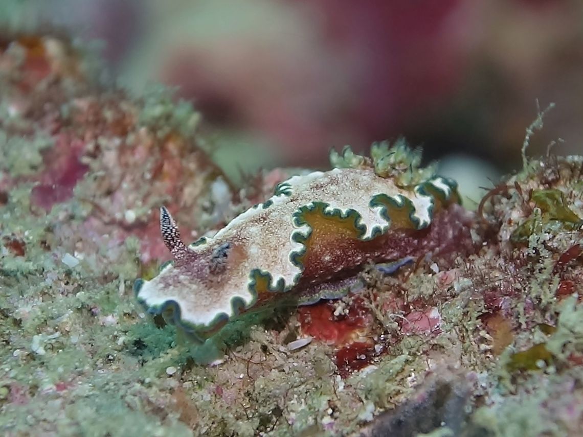 Nudibranch - Glossodoris cincta  Geotagged,Glossodoris cincta,Maldives,Nudibranch,Winter