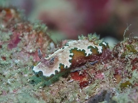 Nudibranch - Glossodoris cincta  Geotagged,Glossodoris cincta,Maldives,Nudibranch,Winter
