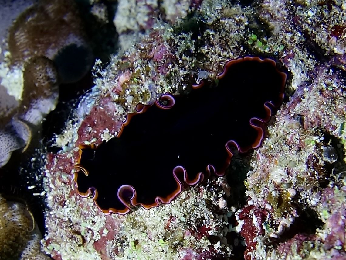 Flatworm - Pseudobiceros gloriosus  Flatworm,Geotagged,Maldives,Pseudobiceros gloriosus,Winter