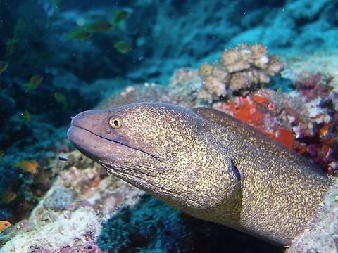 Yellowmargin Moray - Gymnothorax flavimarginatus  Eel,Geotagged,Gymnothorax flavimarginatus,Maldives,Moray,Moray Eel,Winter,Yellow-edged moray,Yellowmargin Moray