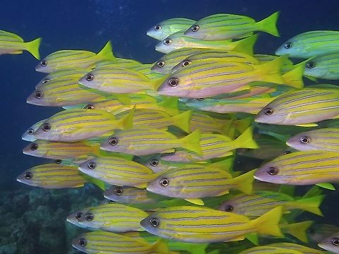 Bluestripe Snapper - Lutjanus kasmira  Bluestripe snapper,Fish,Geotagged,Lutjanus kasmira,Maldives,Snapper,Winter