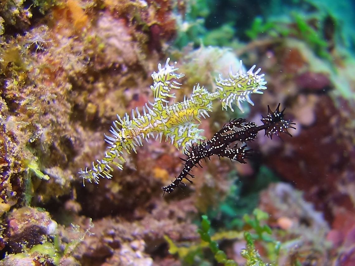 Mixed Marriage This pair of Harlequin Ghostpipefish - Solenostomus paradoxus seems to have their colours mixed up.<br />
Usually, once they are settled to the coral reefs, they will take on the colours of their surrounding, be it Feather Stars, Crinoids or other corals.  However, this pair is yellow/green and the other black. Geotagged,Ghostpipefish,Harlequin ghost pipefish,Maldives,Solenostomus paradoxus,Winter