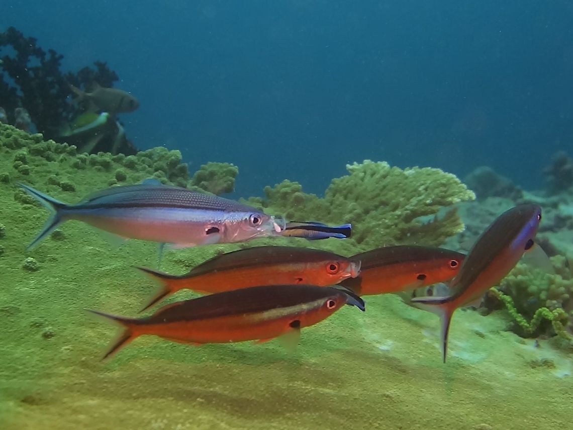 Bluestreak Fusilier - Pterocaesio tile at cleaning station This picture shows the 2 variations of the Bluestreak Fusilier - Pterocaesio tile.<br />
First variation is the silvery blue; several dark scale row stripes on back, wider dark stripe below, irisdescent blue stripe from gill cover to tail, black streak on tail lobe.<br />
<br />
The second variation is the reddish brown shade.<br />
<br />
Most Fusiliers have the ability to change their colours when moving from open water to the reef.<br />
 Bluestreak Fusilier,Fish,Fusilier,Geotagged,Maldives,Pterocaesio tile,Winter