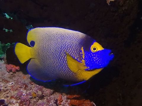 Yellow-Masked Angelfish - Pomacanthus xanthometopon  Angelfish,Fish,Geotagged,Maldives,Pomacanthus xanthometopon,Winter,Yellowface angelfish