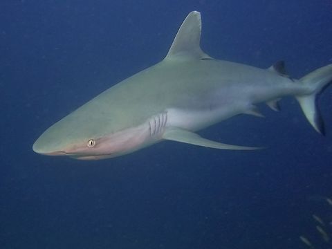 Gray Reef Shark - Carcharhinus amblyrhynchos  Carcharhinus amblyrhynchos,Geotagged,Grey reef shark,Maldives,Shark,Winter