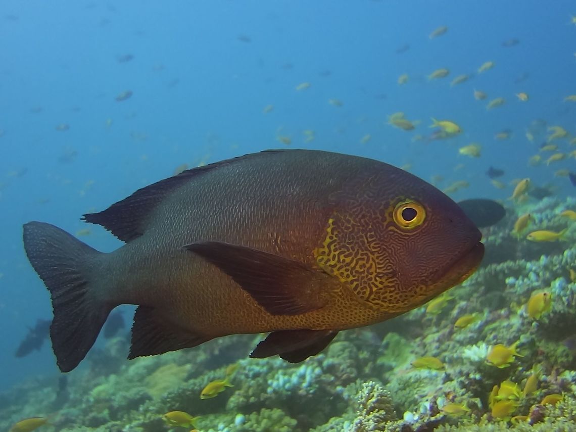 Midnight Snapper - Macolor macularis  Fish,Geotagged,Macolor macularis,Maldives,Midnight Snapper,Snapper,Winter