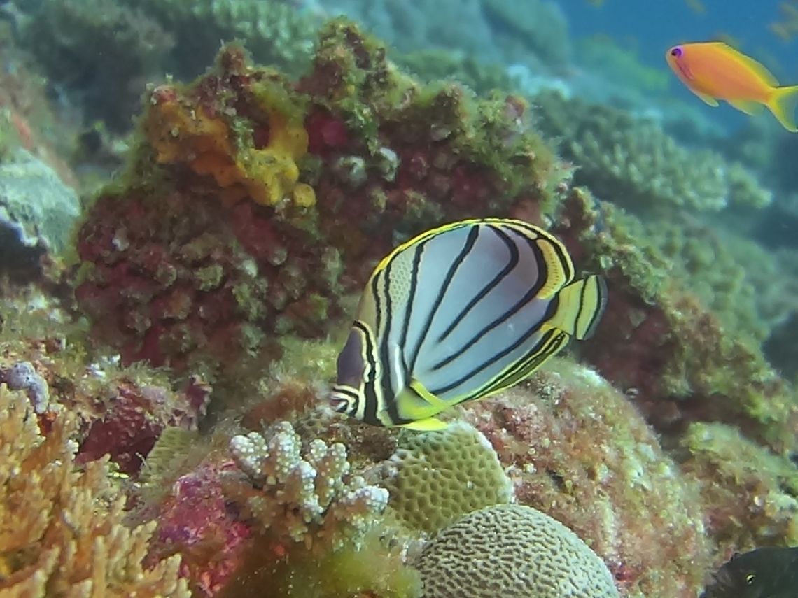 Meyer's Butterflyfish - Chaetodon meyeri The Meyer&#039;s Butterflyfish - Chaetodon meyeri is white to bluish white; curving black bands coverging near pectoral fin, yellowish rim encircles body. Butterflyfish,Chaetodon meyeri,Fish,Geotagged,Maldives,Meyer's Butterflyfish,Scrawled Butterflyfish,Winter