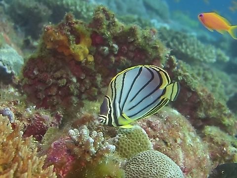 Scrawled Butterflyfish